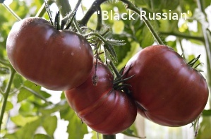 Black Russian