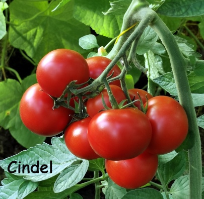 Tomat 'Cindel'
