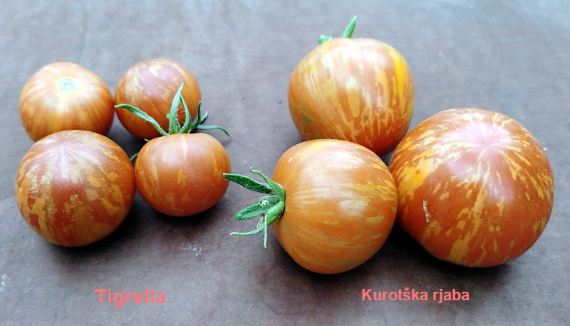 Tomat 'Kurotška rjaba'