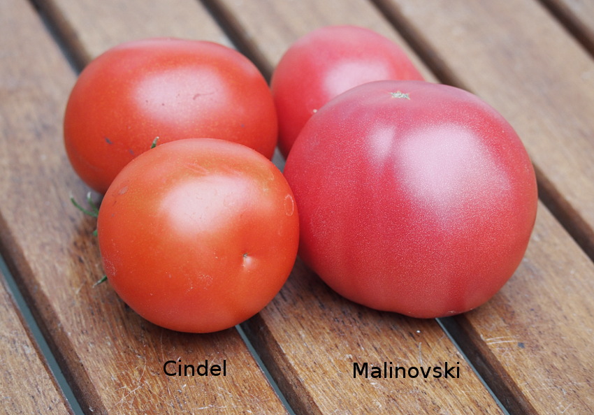 Cindel ja Malinovski