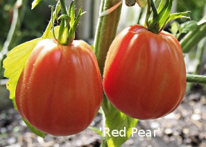 Red Pear