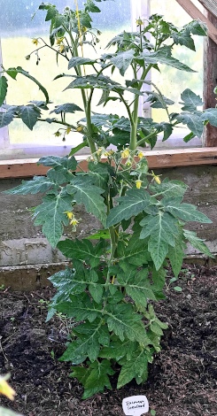 Tomato Tasmanskii šokolad