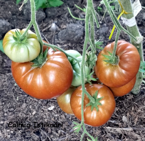 Tomato Tasmanskii šokolad